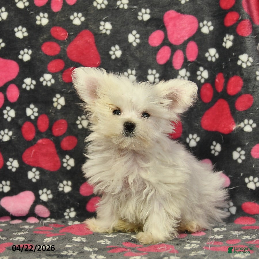 Maltese dogs Toby - Ad 2