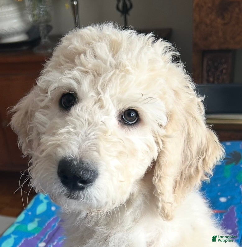 Goldendoodle dogs Gigi - Ad 23