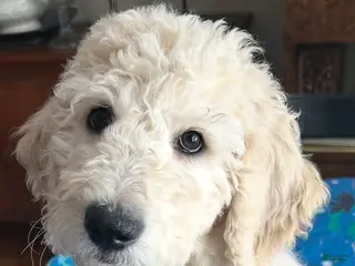 Goldendoodle dogs Gigi - Ad 23