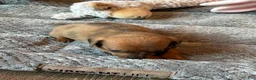 Dachshund dogs for sale: Dachshund 1 - Ad 9
