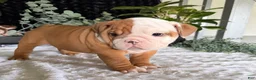 English Bulldog dogs for sale: Mikey - Ad 5