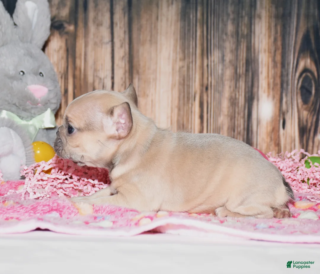 French Bulldog dogs for sale: Orchid - Ad 2