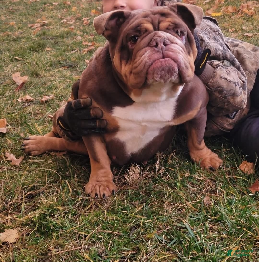 English Bulldog dogs for sale: Dior - Ad 2