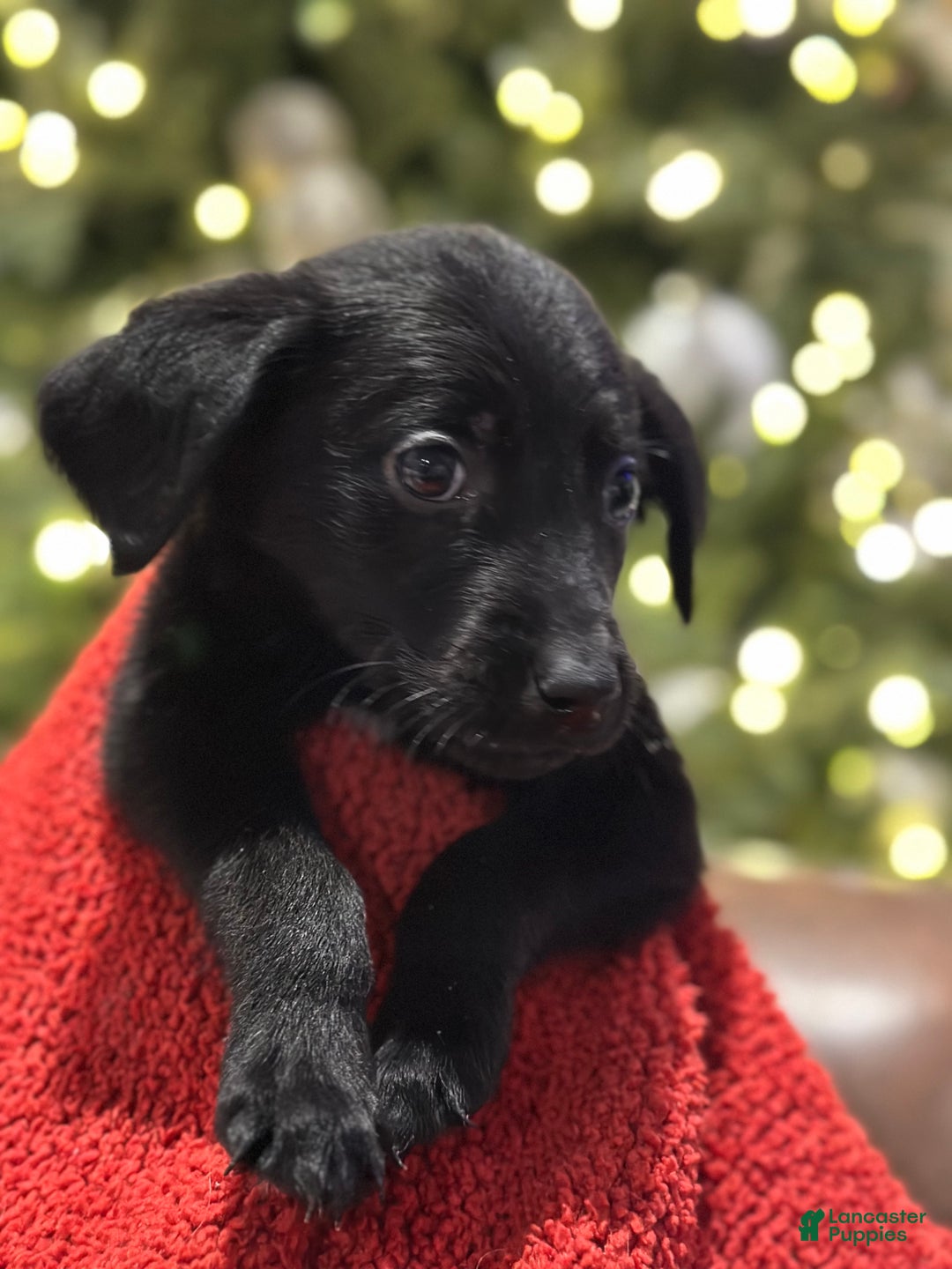 Mixed Breed dogs for sale: Mixed Breed Puppy 1 - Ad 4