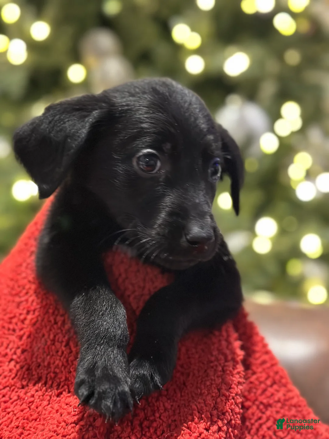 Mixed Breed dogs for sale: Mixed Breed Puppy 1 - Ad 4