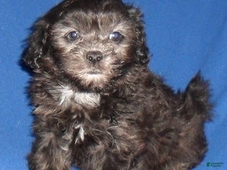 Shihpoo dogs Shadow - Ad 13
