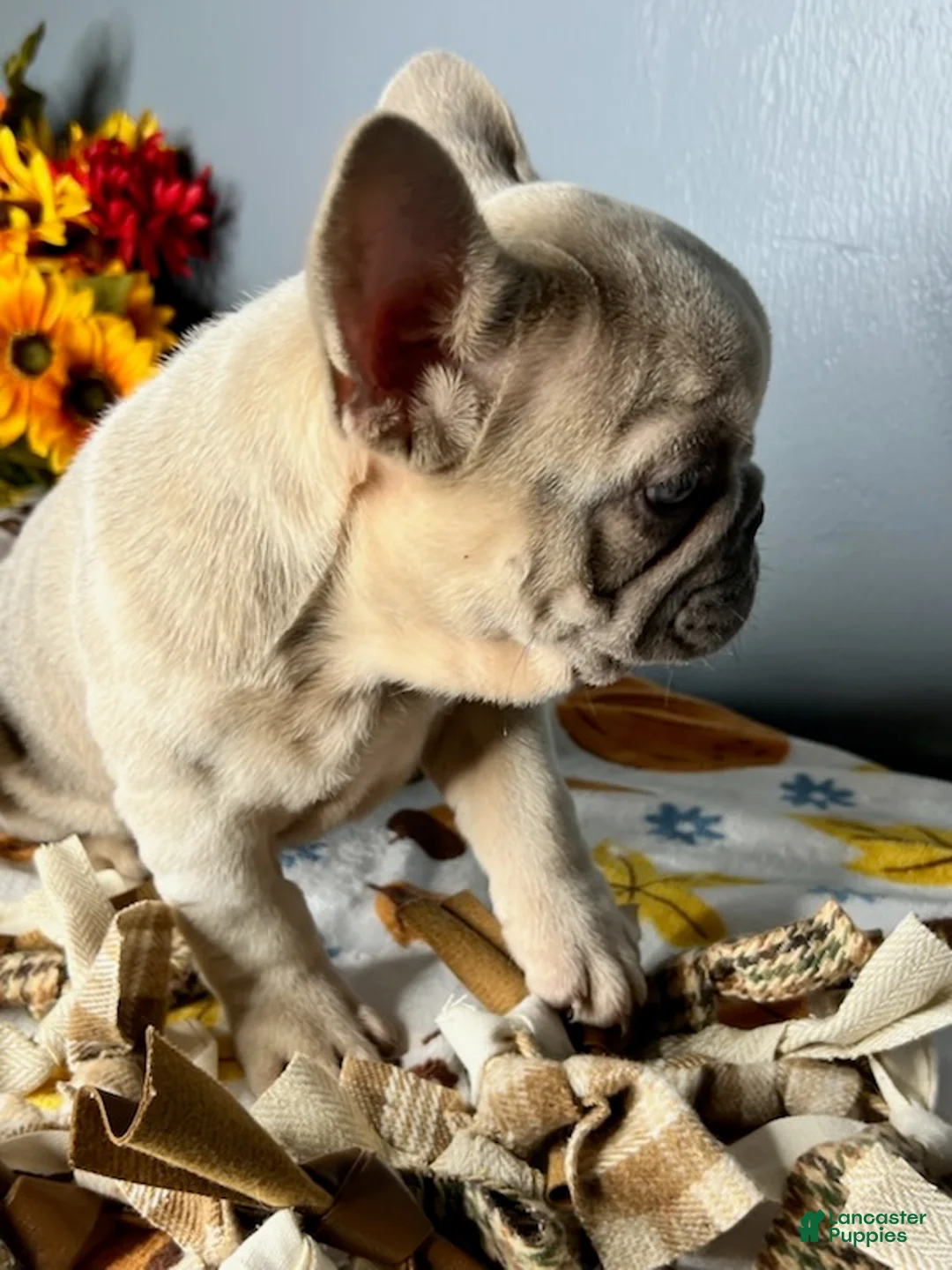 French Bulldog dogs for sale: Blue Fawn Merle Boy - Ad 3