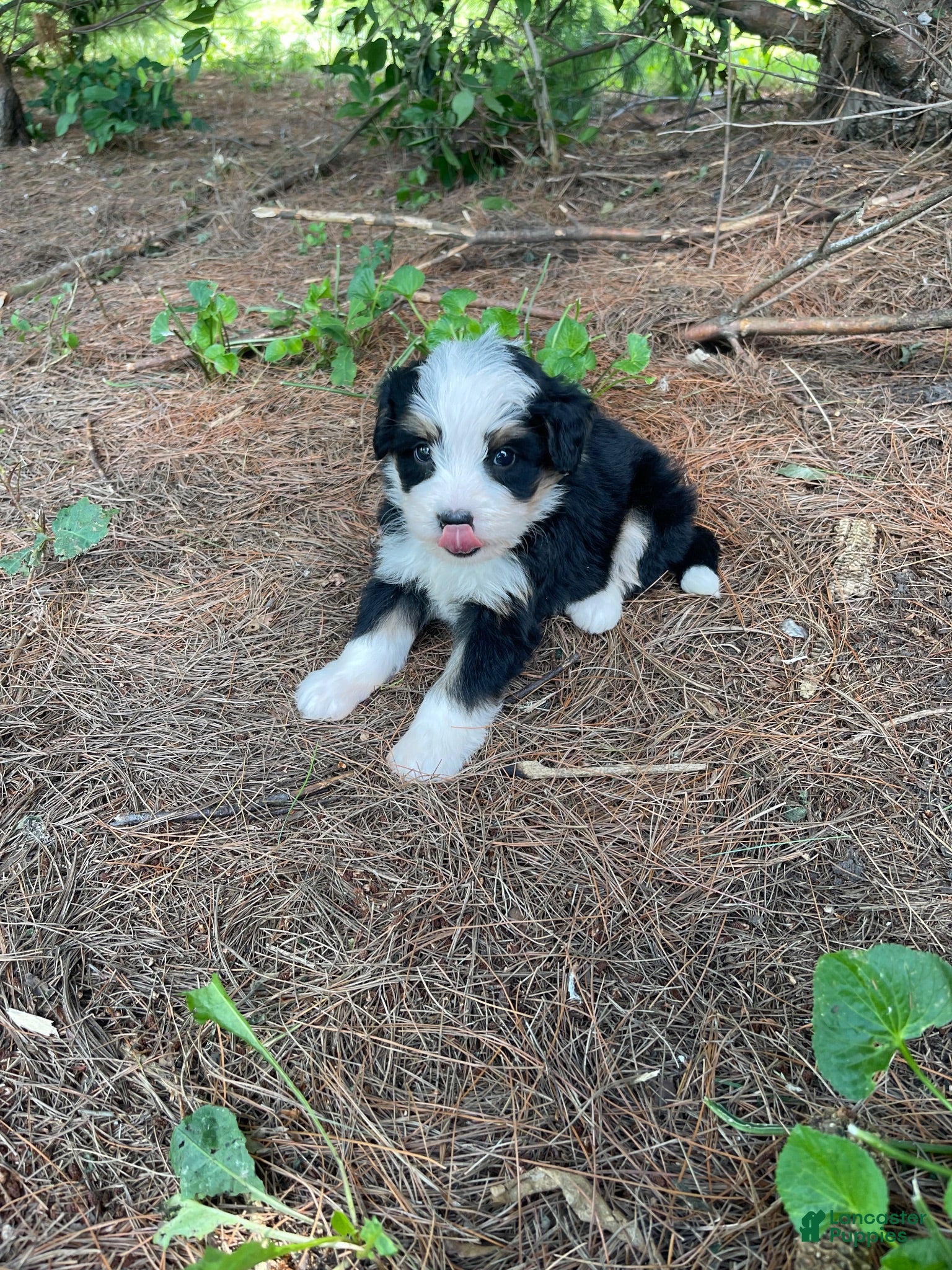 Mini Bernedoodle dogs Kade  - Ad 2