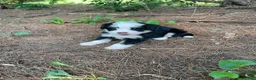 Mini Bernedoodle dogs for sale: Kade  - Ad 2