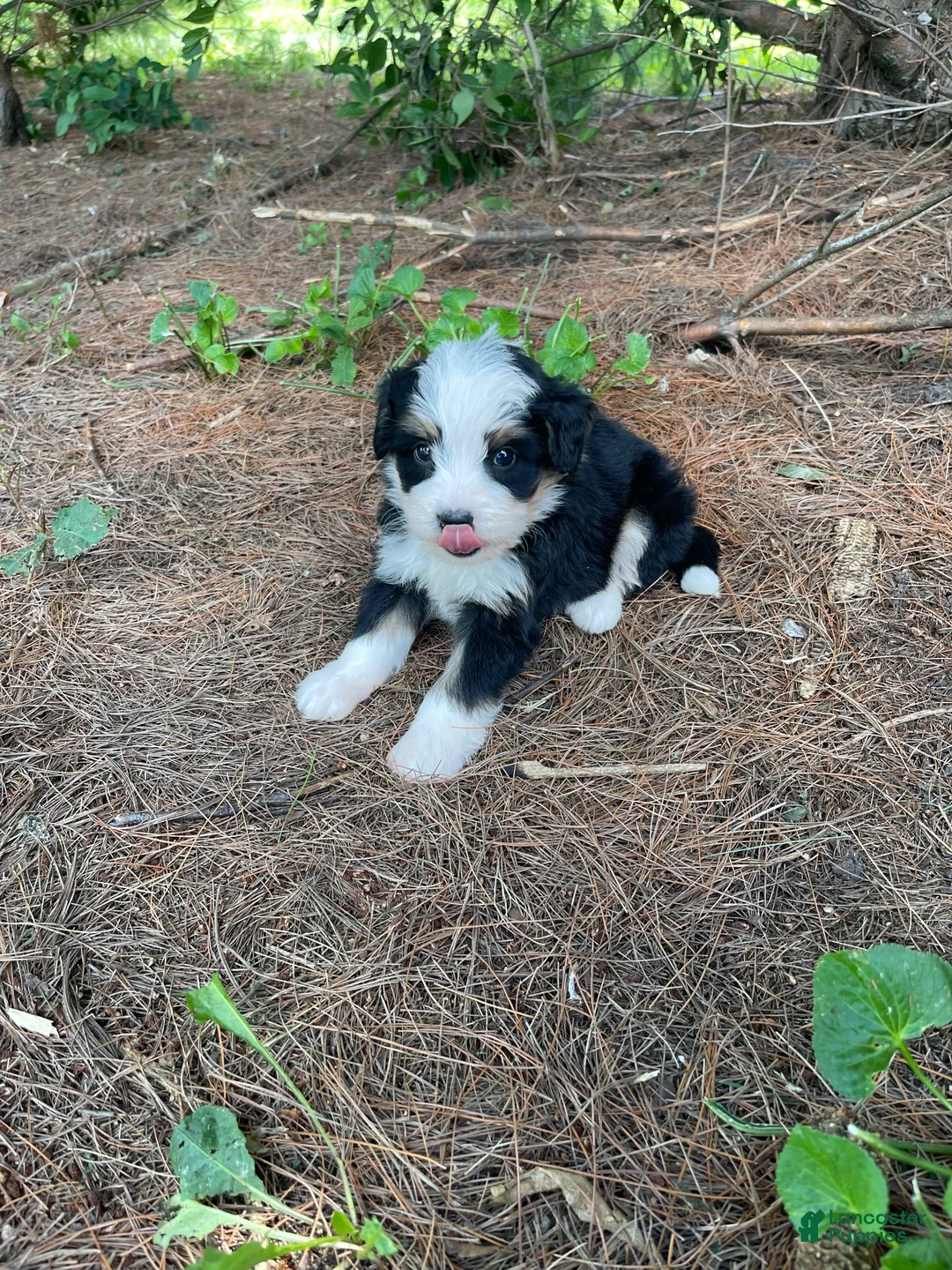 Mini Bernedoodle dogs for sale: Kade  - Ad 2