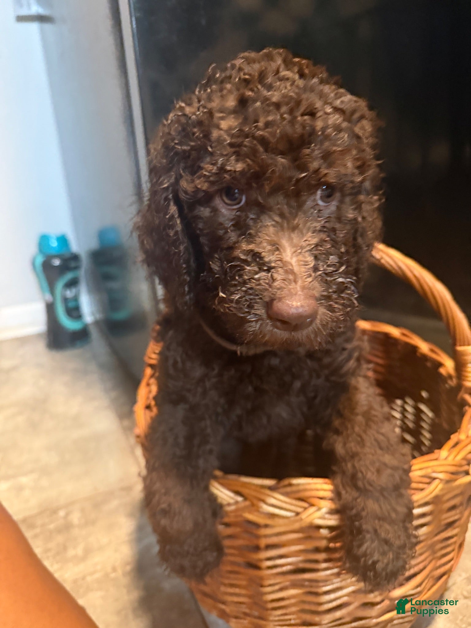 Goldendoodle dogs Goldendoodle Yellow - Ad 34