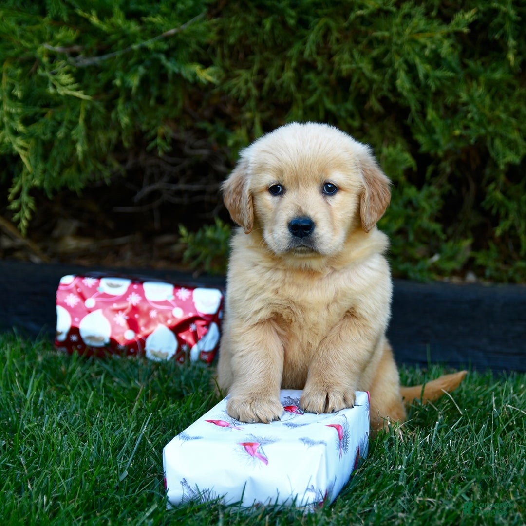 Golden Retriever dogs for sale: Ella - Ad 1