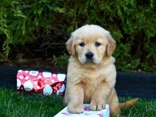 Golden Retriever dogs Ella - Ad 6