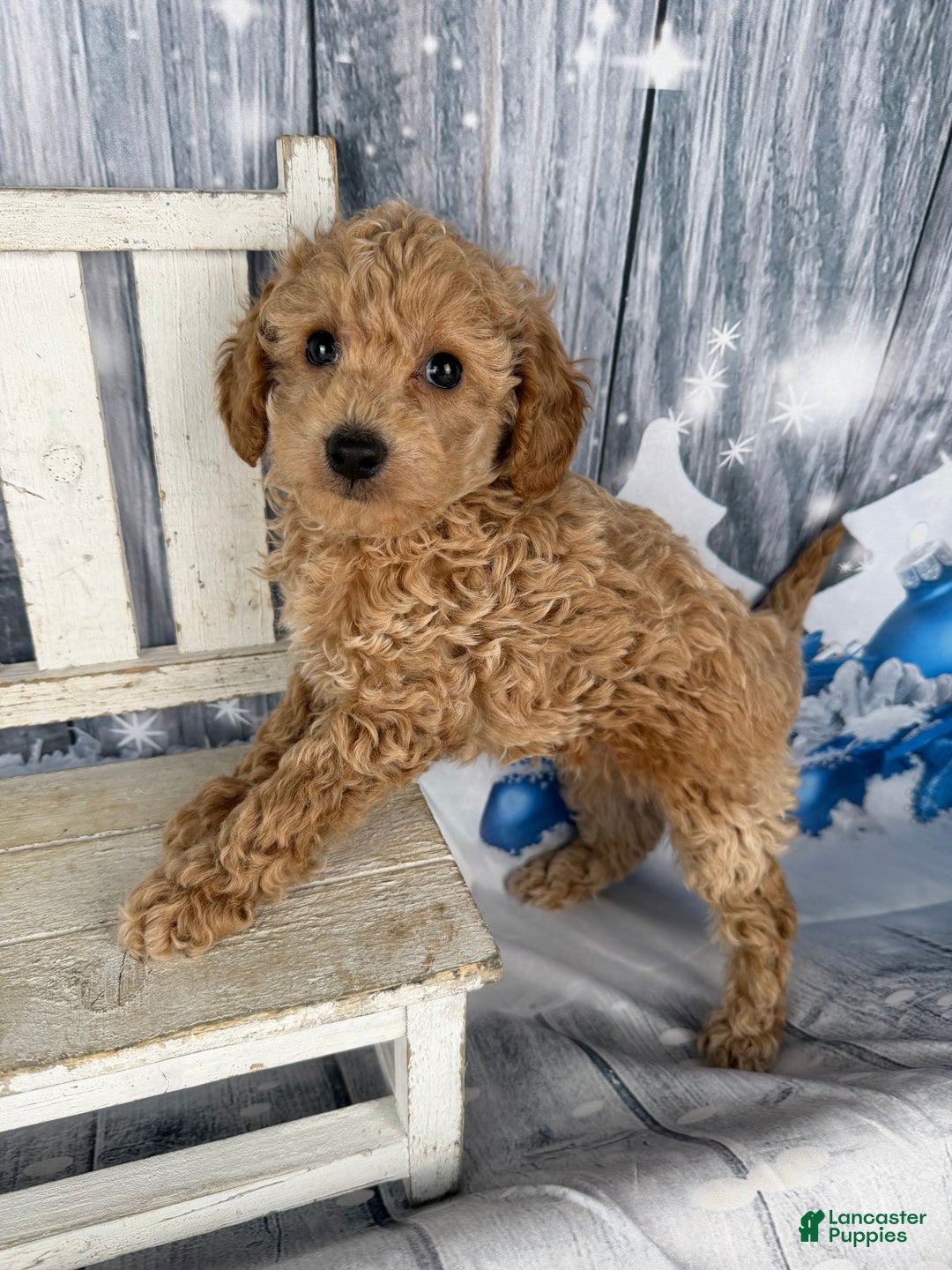 Cavapoo dogs for sale: Willow - Ad 11