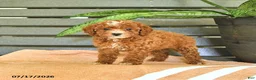Miniature Poodle dogs for sale: Cinderella - Ad 3