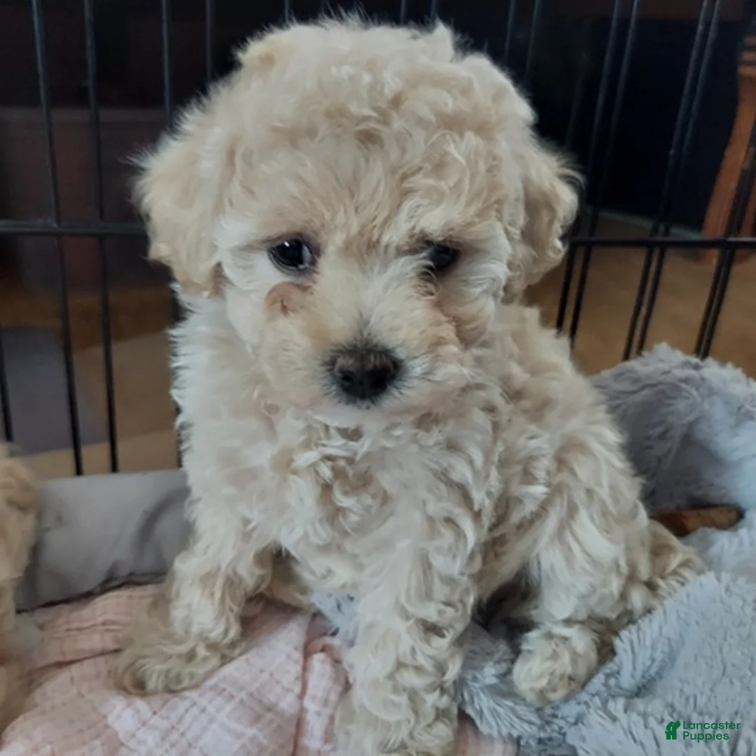 Cockapoo dogs for sale: Cockapoo Puppy 1 - Ad 2