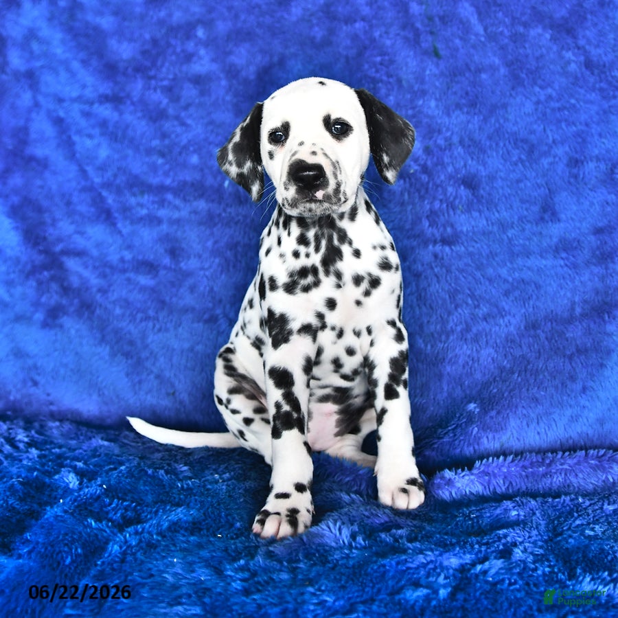 Dalmatian dogs Dottie - Ad 1