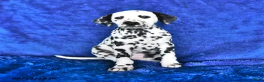Dottie