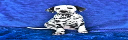 Dalmatian dogs for sale: Dottie - Ad 1