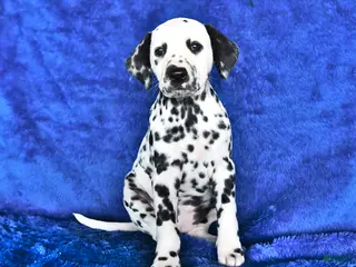 Dalmatian dogs for sale: Dottie - Ad 2