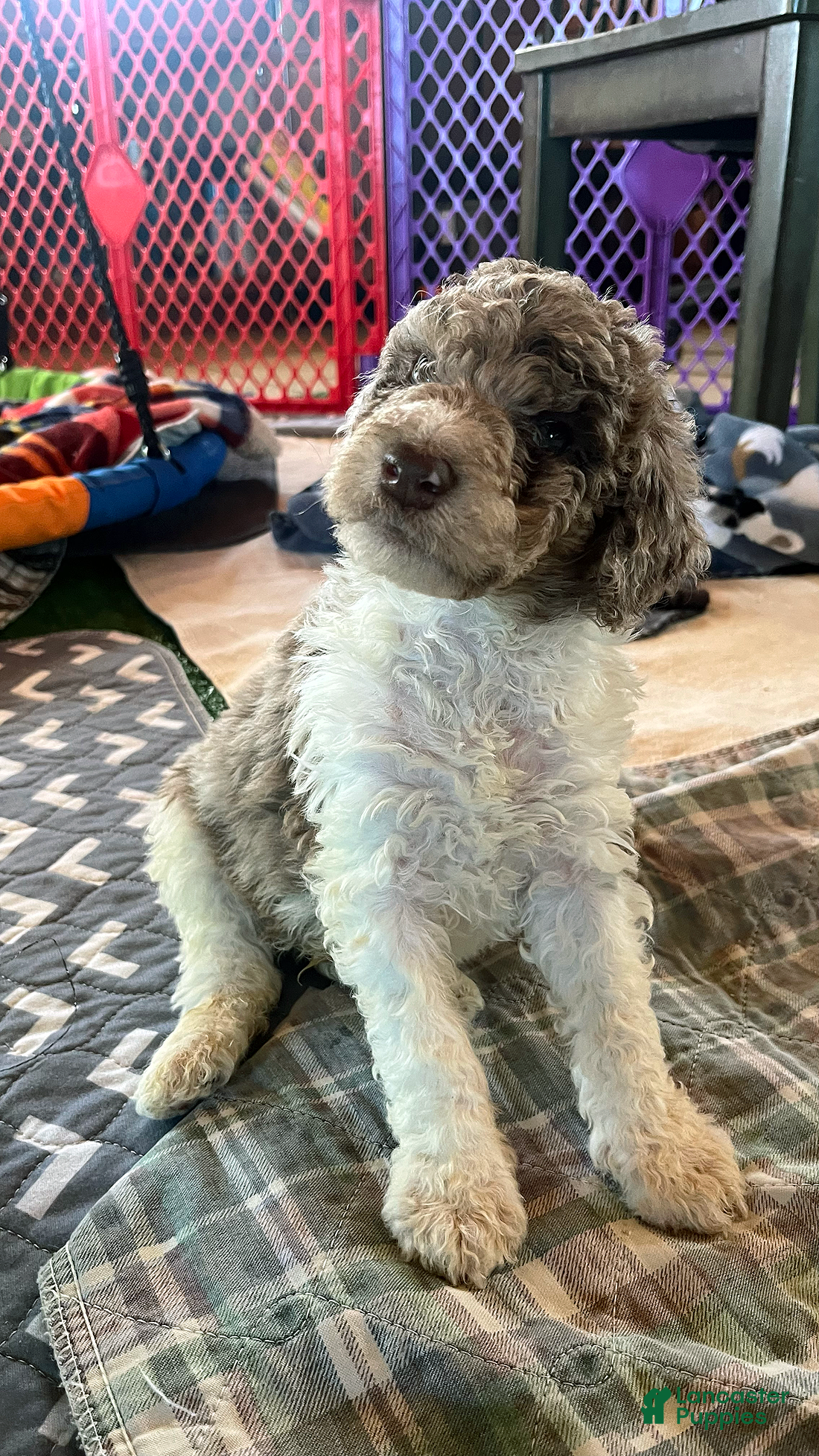 Mini Aussiedoodle dogs Rocket - Ad 1