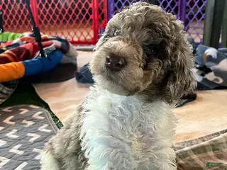 Mini Aussiedoodle dogs Rocket - Ad 1