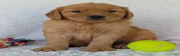 Golden Retriever dogs for sale: Miss Honey  - Ad 8