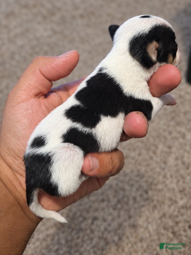 Chihuahua dogs for sale: Oreo - Ad 17
