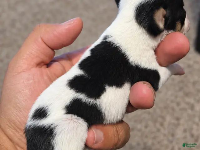 Chihuahua dogs for sale: Oreo - Ad 17