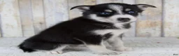 Pomsky dogs for sale: Coco - Ad 6