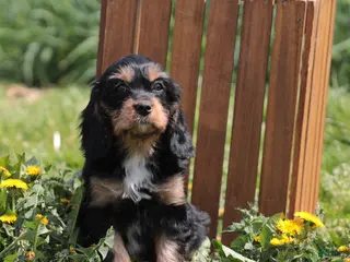 Cavapoo dogs for sale: Charm - Ad 4