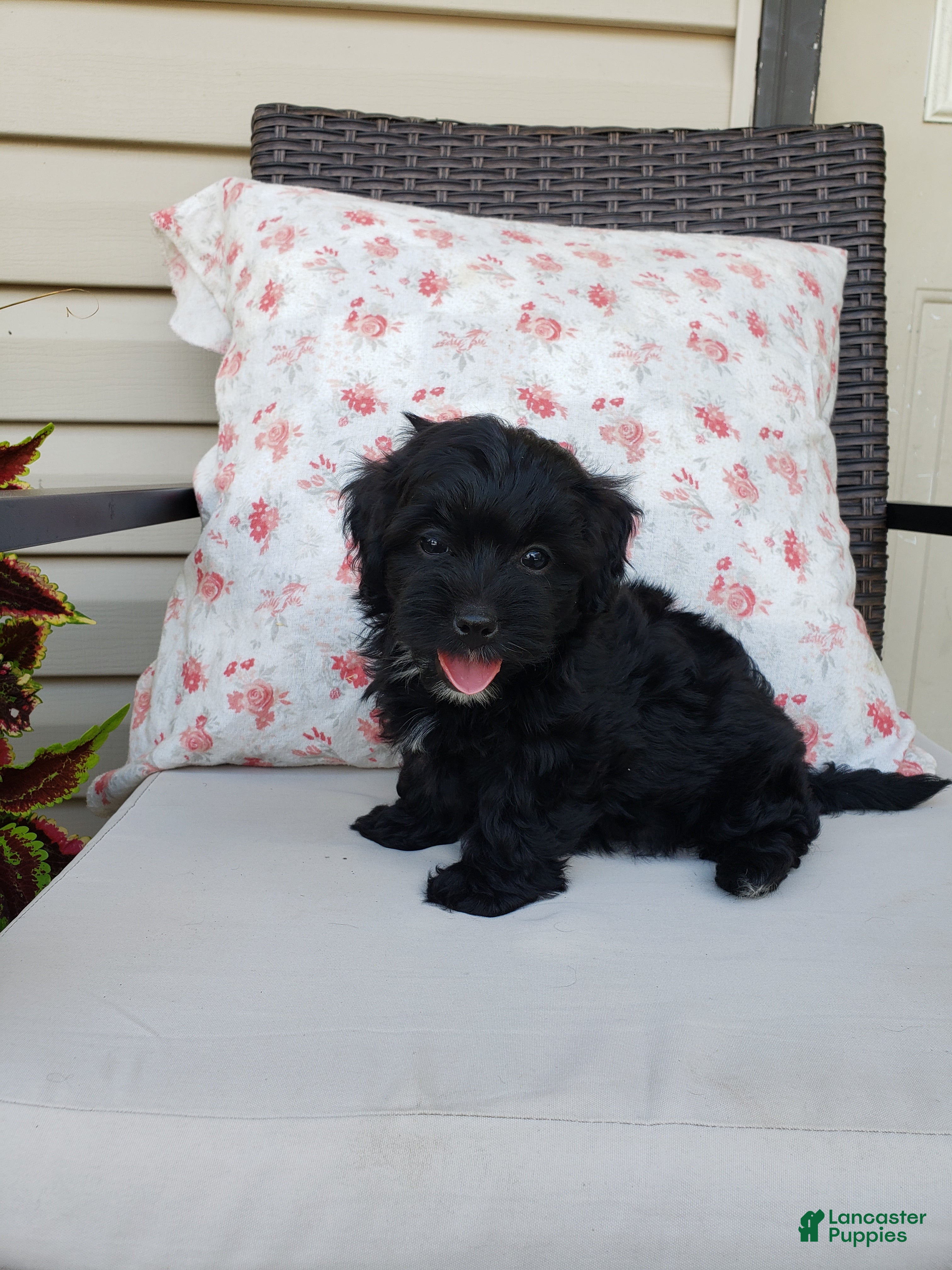 Yorkiepoo dogs for sale: Yorkiepoo 3 - Ad 3