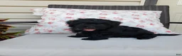 Yorkiepoo dogs for sale: Yorkiepoo 3 - Ad 1