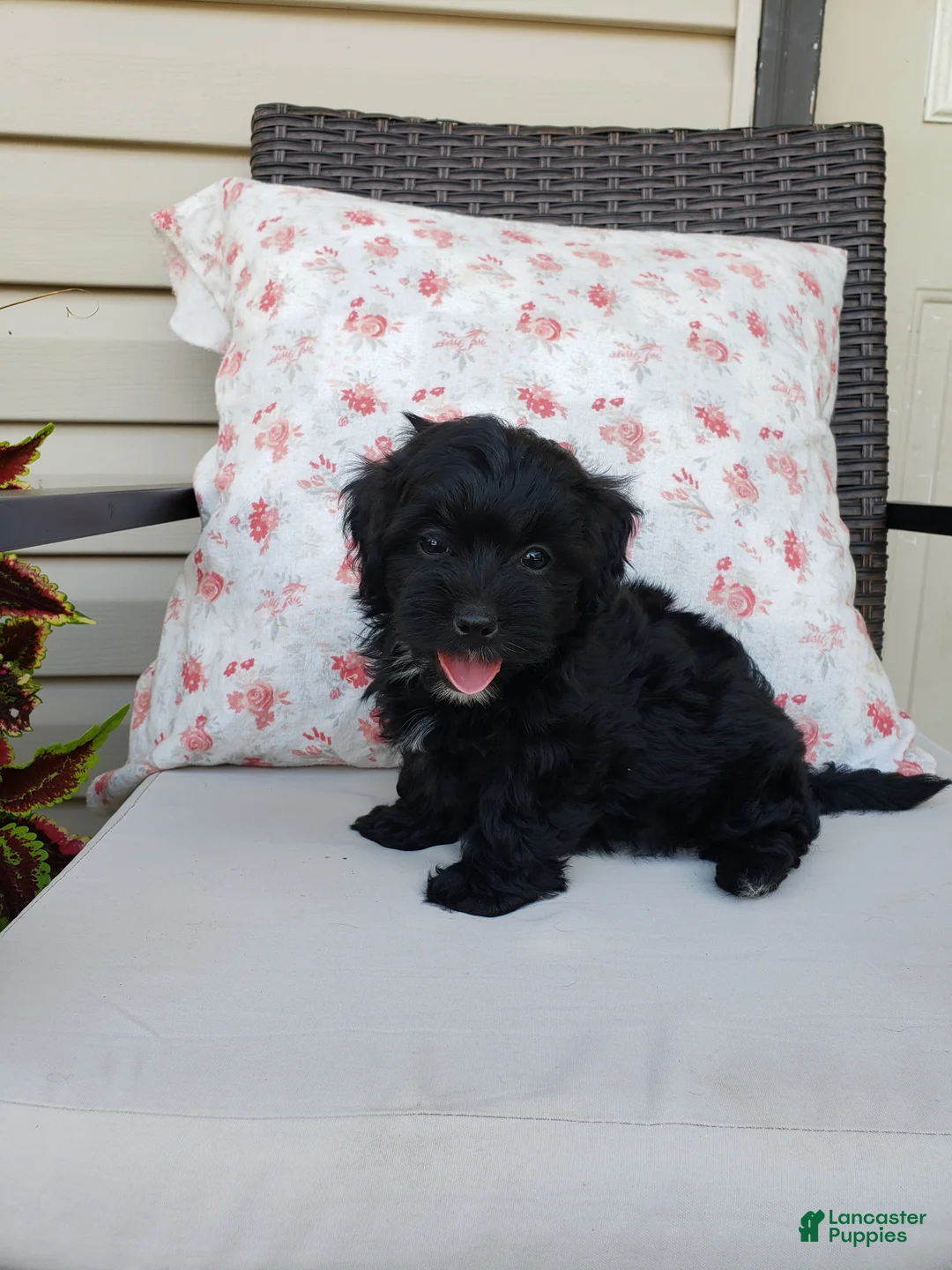 Yorkiepoo dogs for sale: Yorkiepoo 3 - Ad 1