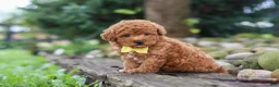 Miniature Poodle dogs for sale: Jax - Ad 6