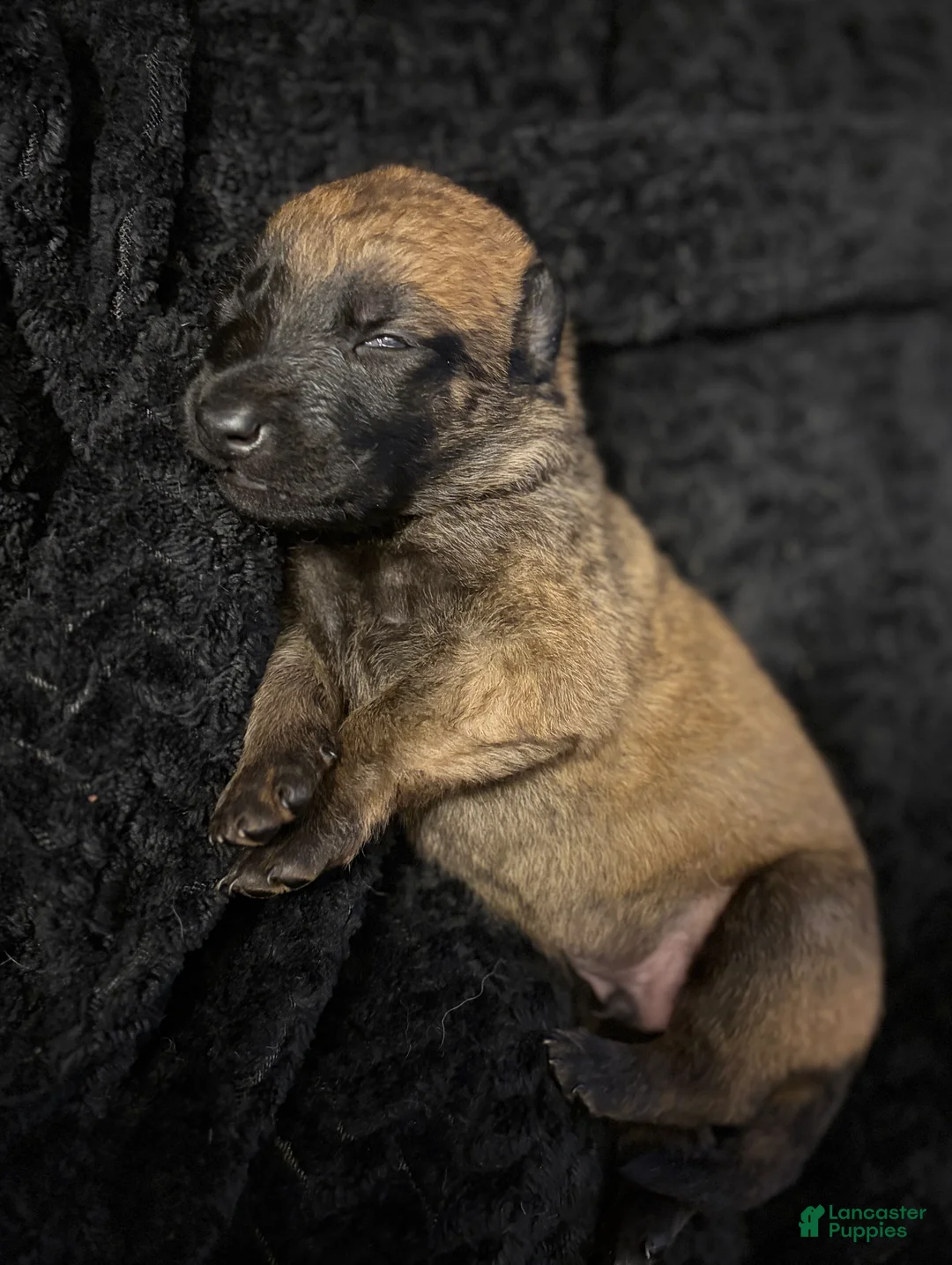 Belgian Malinois dogs for sale: Belgian Malinois Puppy 9 - Ad 1