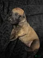 Belgian Malinois Puppy 9