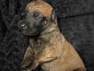 Belgian Malinois dogs Belgian Malinois Puppy 9 - Ad 5
