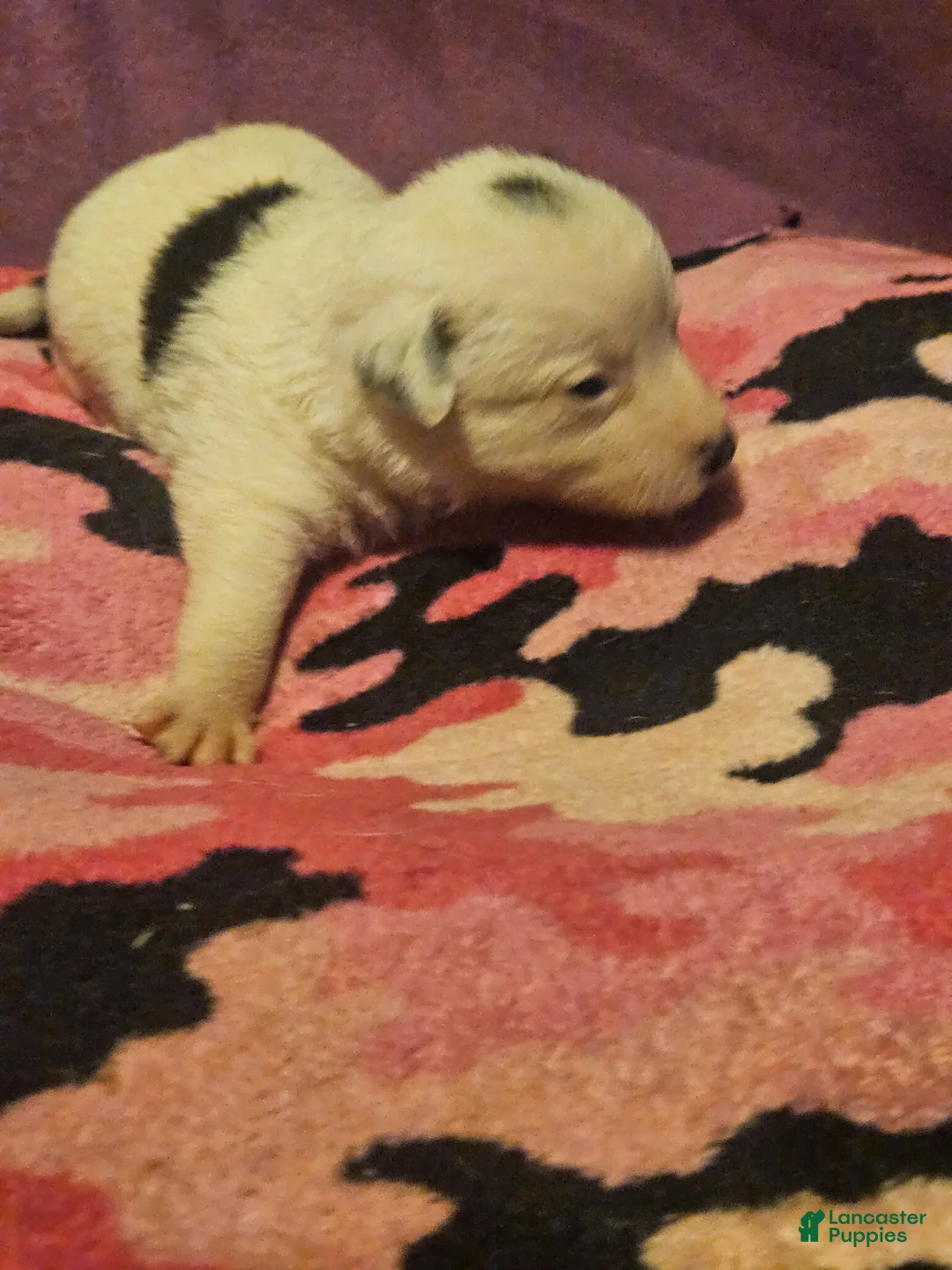 Chihuahua dogs for sale: Billie - Ad 2