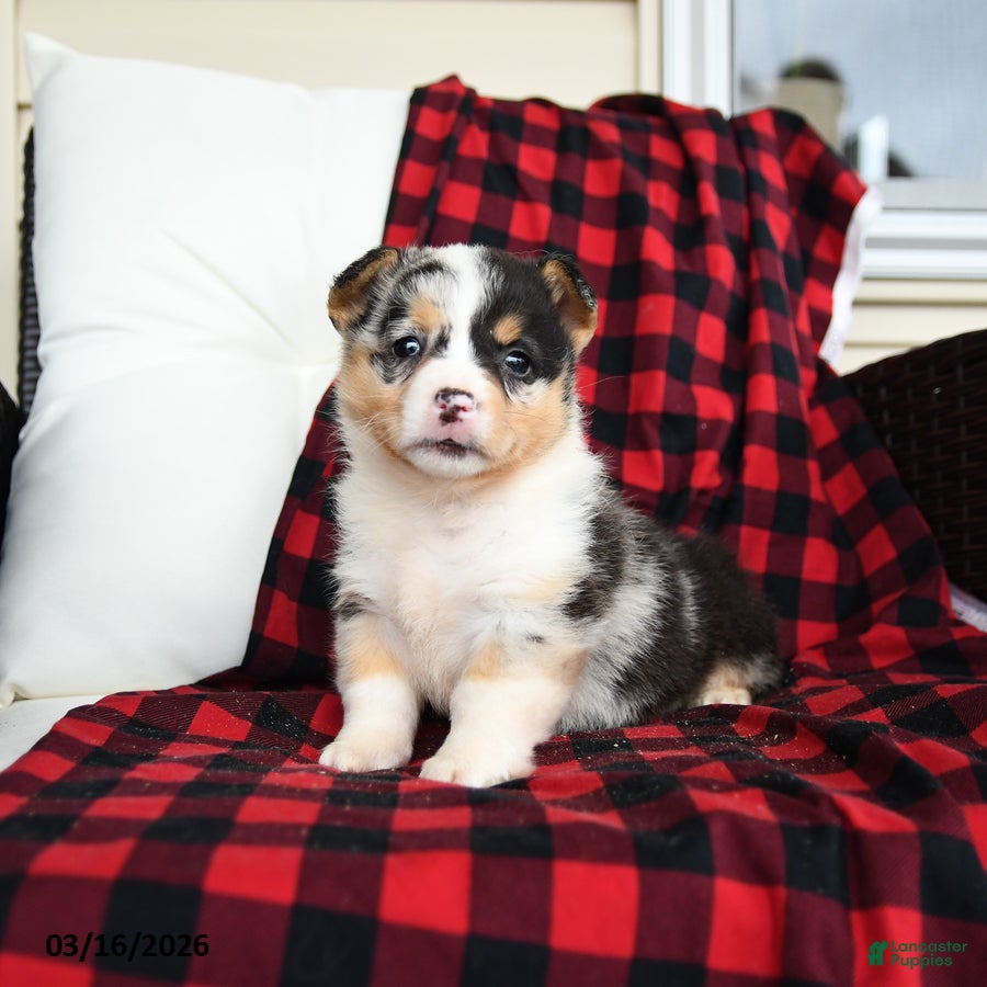 Welsh Corgi Pembroke dogs Feebee - Ad 1