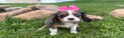 Cavalier King Charles Spaniel dogs for sale: Leah - Ad 7