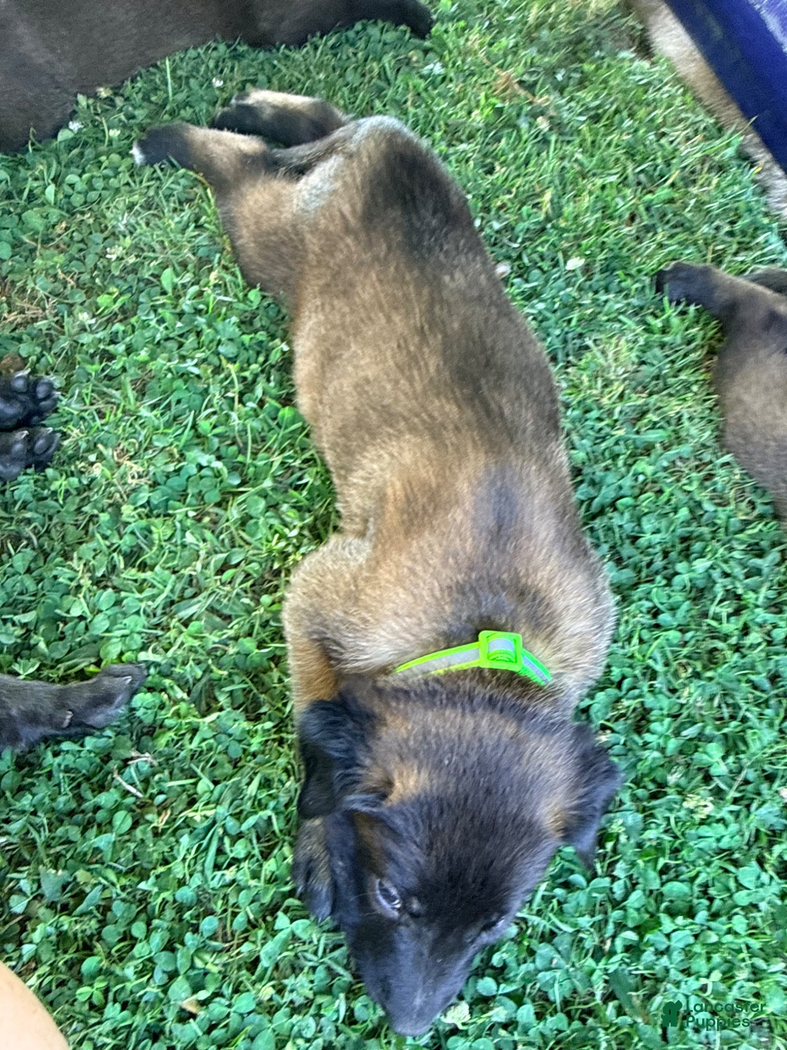 Belgian Malinois dogs Belgian Malinois - Green Collar - Ad 9