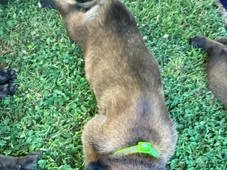 Belgian Malinois dogs Belgian Malinois - Green Collar - Ad 9