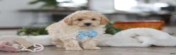 Maltipoo dogs for sale: Bodie - Ad 7