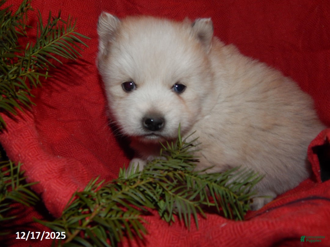 Pomsky dogs for sale: Cooper - Ad 4
