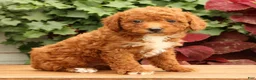 Miniature Poodle dogs for sale: Seth - Ad 1
