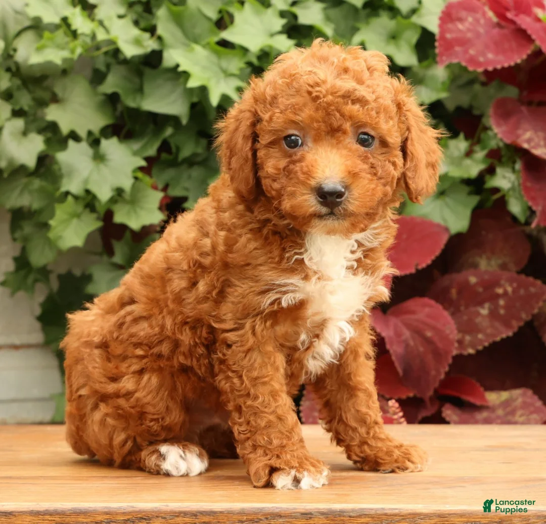 Miniature Poodle dogs for sale: Seth - Ad 1