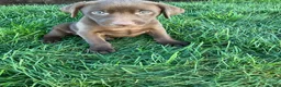 Labrador Retriever dogs for sale: Sadie - Ad 3