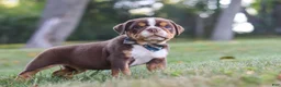 Beabull dogs for sale: Rocket - Ad 6