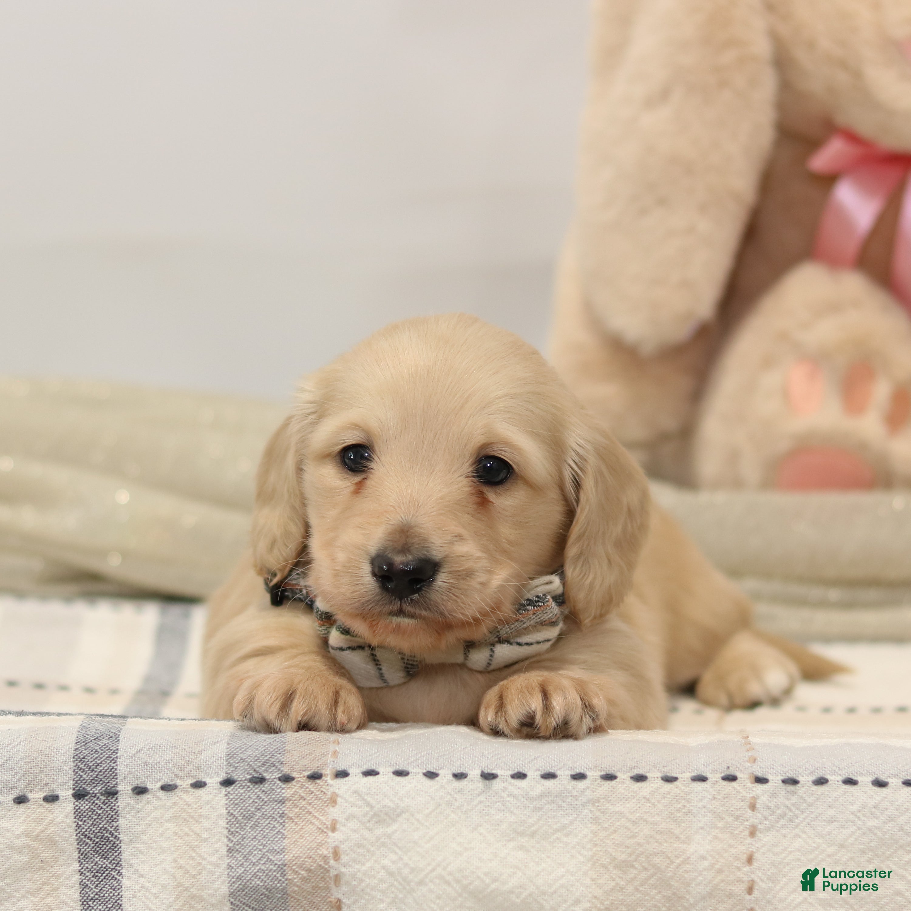 Miniature Dachshund dogs Dasher - Ad 2